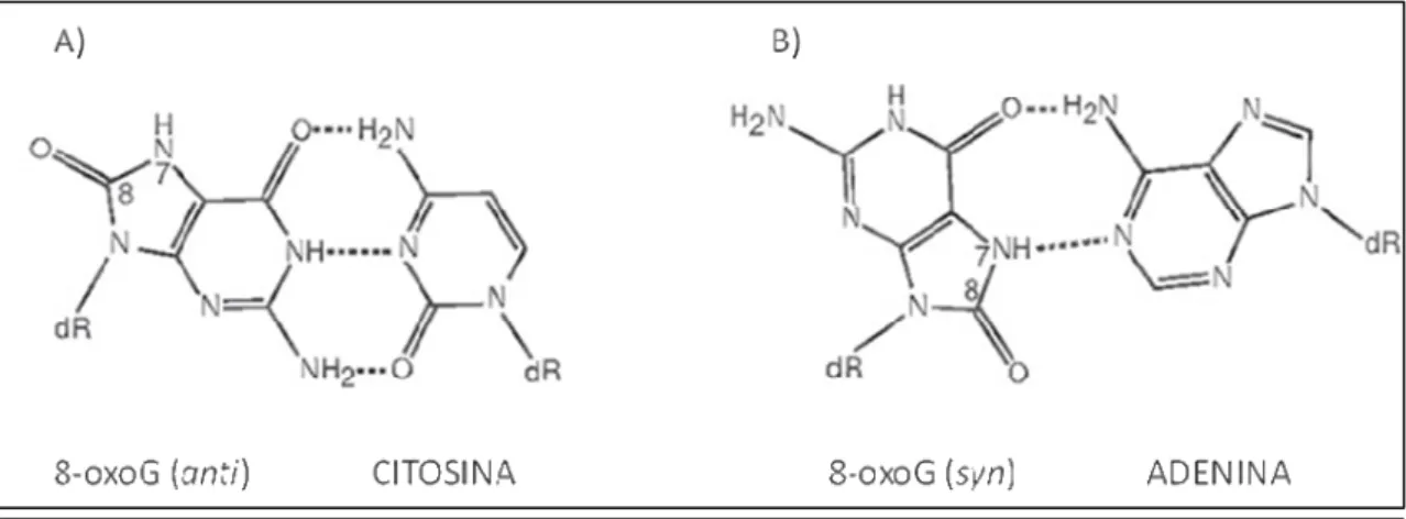 Figura 1.8. Conformaciones de residuos de 8-oxoG en el ADN y apareamiento con bases  complementarias