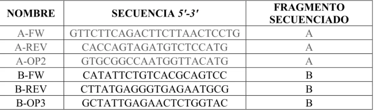 Tabla 3.2. Cebadores utilizados para amplificar y secuenciar CAN1. En la tercera columna se indica  el fragmento sobre el que se realizó la secuenciación con el oligonucleótido correspondiente
