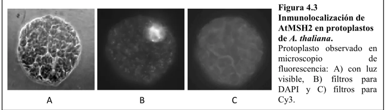 Figura 4.3  Inmunolocalización de  AtMSH2 en protoplastos  de A. thaliana.   Protoplasto  observado  en  microscopio  de 