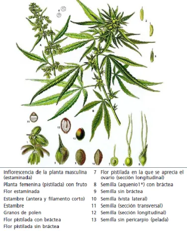 Figura 7-2. Aspectos morfológicos de la marihuana 