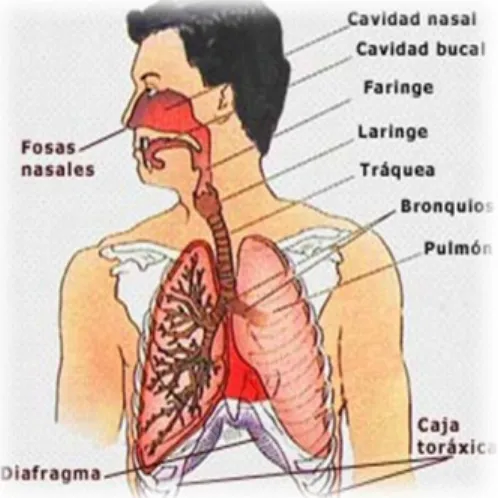 Figura 3.-Contamines del sistema respiratorio 