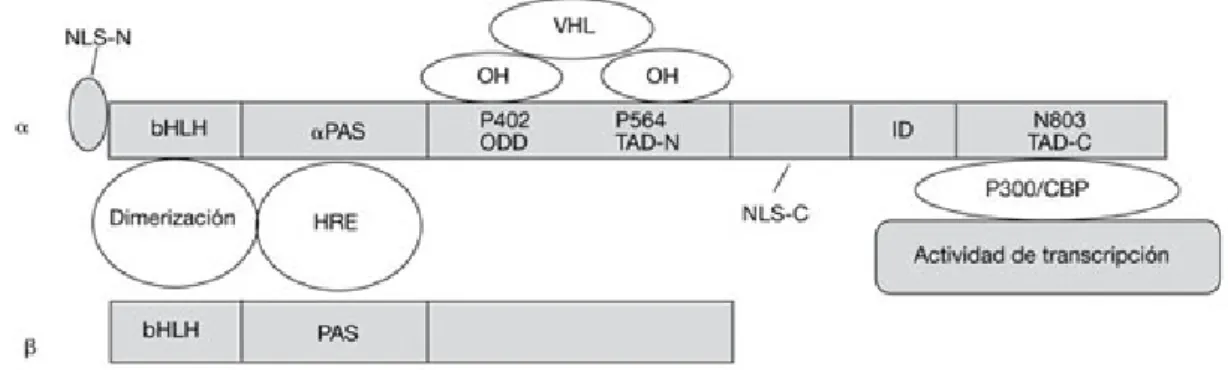Figura 7: Dominios funcionales de HIF1α 