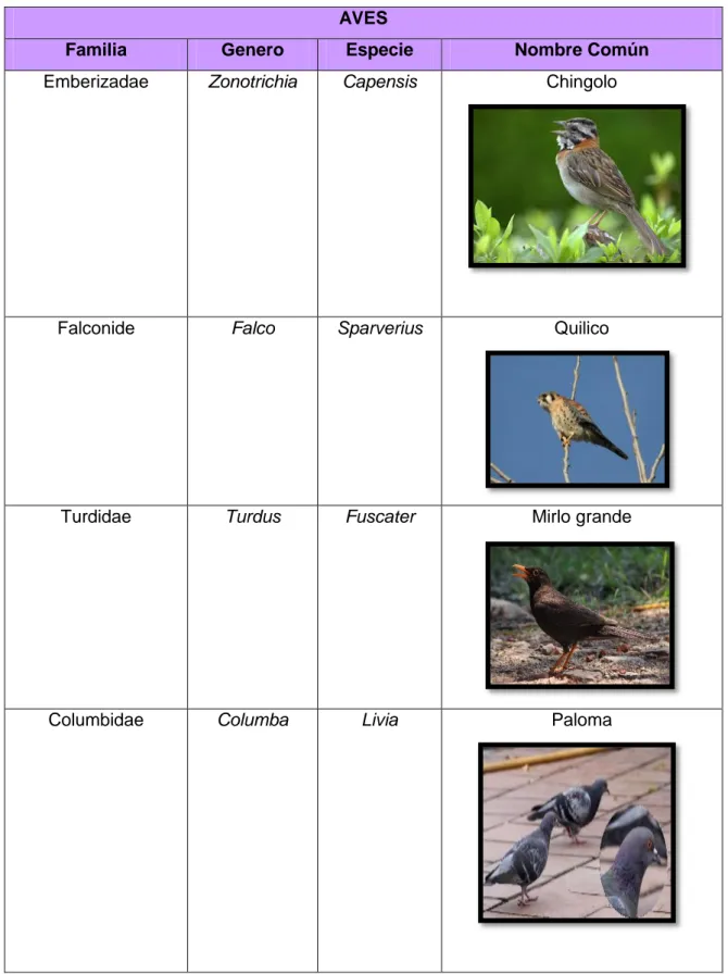 Cuadro N° 6: Lista de taxones de avifauna de la laguna San Antonio 