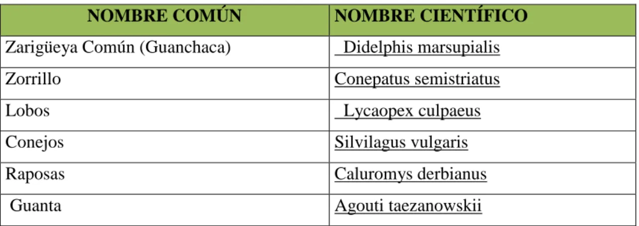 Cuadro No 6. Principales especies de mamíferos del cantón Alausí 