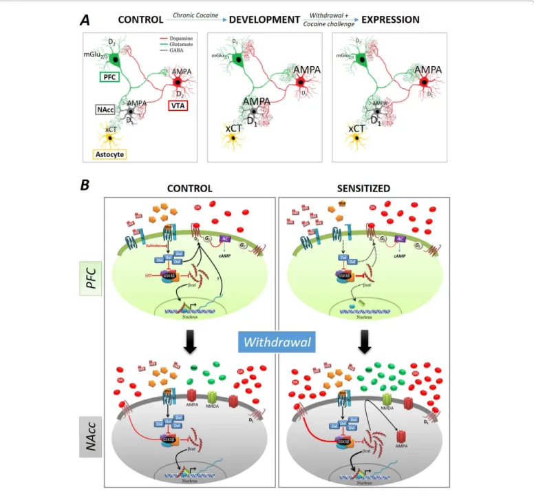 Figure 1: A) Summary of cocaine-induced neuroadaptations in the different receptors of the mesocorticolimbic circuitry that underlies behavioral  sensitization