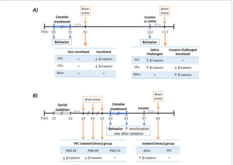 Figure 2: Schematic summary of the experimental procedures as well as the results. A) Summary of cocaine-induced sensitization and the changes  in β-catenin levels found at the different time points