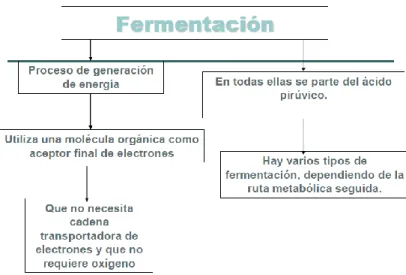 FIGURA N° 12. FERMENTACIÓN 