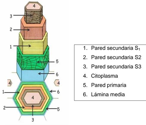 Gráfico 2. Esquema en perspectiva de una pared celular vegetal. 