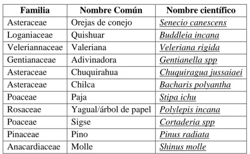 Cuadro Nº 12. Flora representativa del lugar  Familia  Nombre Común  Nombre científico  Asteraceae  Orejas de conejo  Senecio canescens  Loganiaceae  Quishuar  Buddleia incana  Veleriannaceae  Valeriana  Veleriana rigida  Gentianaceae  Adivinadora  Gentian