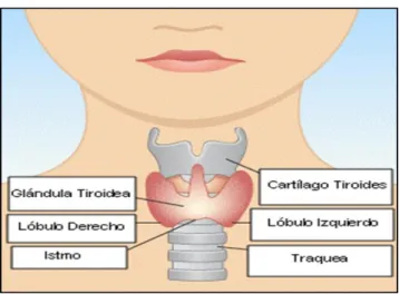 FIGURA Nº 1 Glándula tiroides 