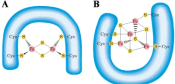 Figura  1.    Estequiometrías  más  frecuentes  de  los  grupos  Fe-S.  (A)  Centro  rómbico  [2Fe-2S]