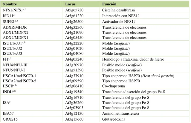 Tabla 4. Proteínas involucradas en la síntesis de grupos Fe-S en mitocondrias 