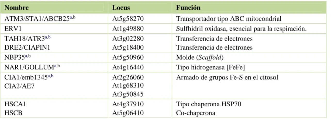 Tabla 5. Proteínas responsables de la biogénesis citosólica de grupos Fe-S en Arabidopsis 