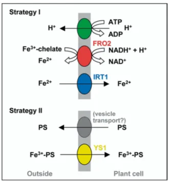 Figura  4.  Representación  esquemática  de  la  incorporación  del  Fe  en  raíces.  Las  plantas  dicotiledóneas  utilizan la estrategia I, caracterizada por la inducción de FRO2, IRT1 y la H +   ATPasa a nivel de la  membrana  plasmática