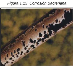 Figura 1.15  Corrosión Bacteriana 