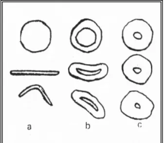 Figura 9. Etapas de madurez del algodón 