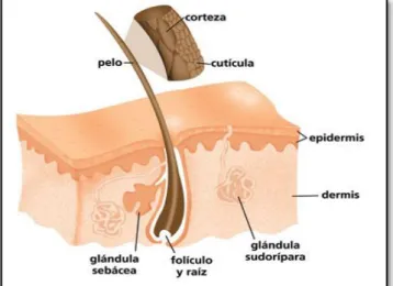 FIGURA No. 2 ESTRUCTURA DEL PELO 