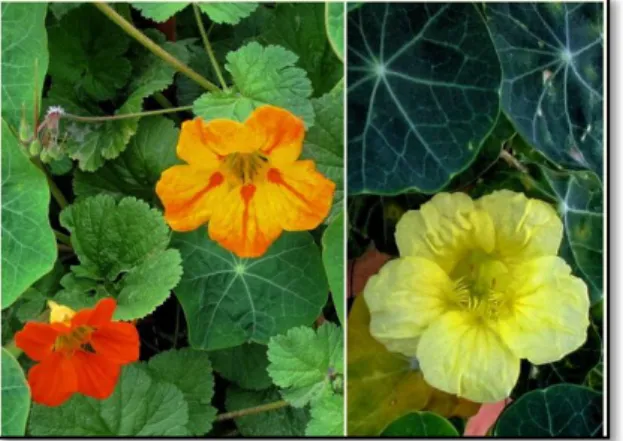 FIGURA No. 8 Tropaeolum majus 