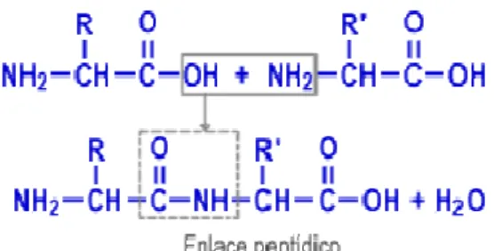 FIGURA N° 7  ESTRUCTURA DE LA PROTEÍNA 