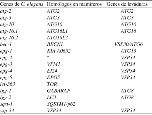 Tabla 1.1: Genes de autofagia en C. elegans, y homólogos. Adaptado de Chen y colaboradores [20]