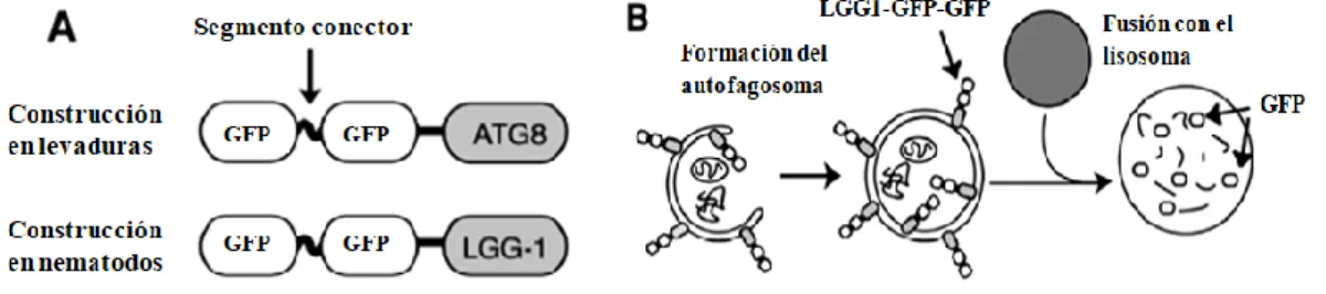 Figura  4.1:  A)  Se  muestran  las  construcciones  de  las  fusiones  traduccionales  que  portan  las  cepas  de  nematodos  C