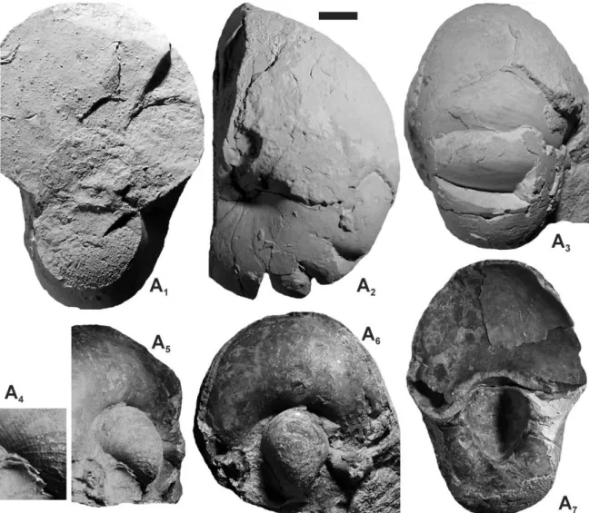 Figure 4. Cenoceras sp. B. (MOZ-PI 7265) from Picún Leufú, Lotena Fm., Patagoniensis Zone, lower Upper Callovian