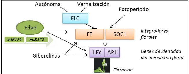 Figura  1:  Rutas  genéticas  de  control  de  la  floración.  Las  rutas  principales  de  regulación  de  la  floración  convergen  en  un  número  pequeño  de  genes  integradores:  FLC,  FT  y  SOC1