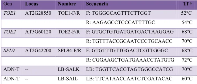 Tabla  II:  Secuencias  de  los  cebadores  empleados  en  las  reacciones  de  PCR  para  genotipado  