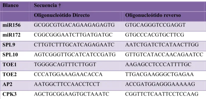 Tabla IIV: secuencia de oligonucleótidos usados para la qPCR   Blanco   Secuencia † 