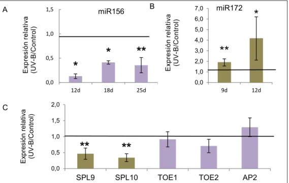 Figura 6: Efecto de la radiación UV-B sobre la ruta de la edad. A) Expresión relativa de miR156  en  plantas  control  y  tratadas  con  UV-B  analizadas  por  SLO  qRT-PCR  en  diferentes  puntos  del  crecimiento  de  plantas  salvajes