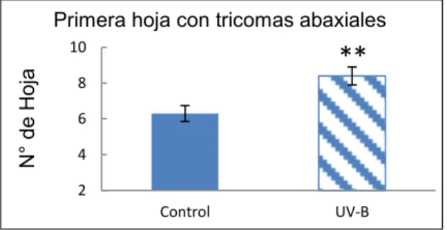 Figura  7:  Aparición  de  tricomas  abaxiales.  Número  de  hoja  en  que  aparece  el  primer  tricoma  abaxial en condiciones control y tratadas con UV-B