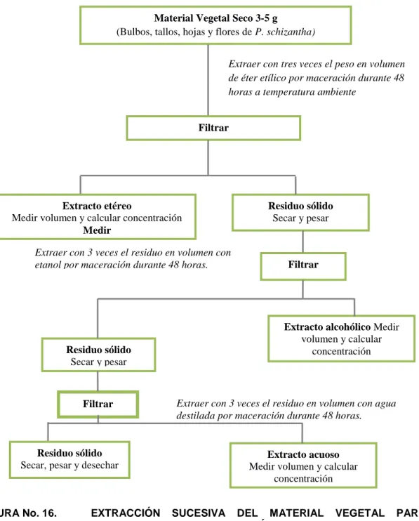 FIGURA No. 16.   EXTRACCIÓN  SUCESIVA  DEL  MATERIAL  VEGETAL  PARA  REALIZAR  EL TAMIZAJE FITOQUÍMICO (Miranda, M