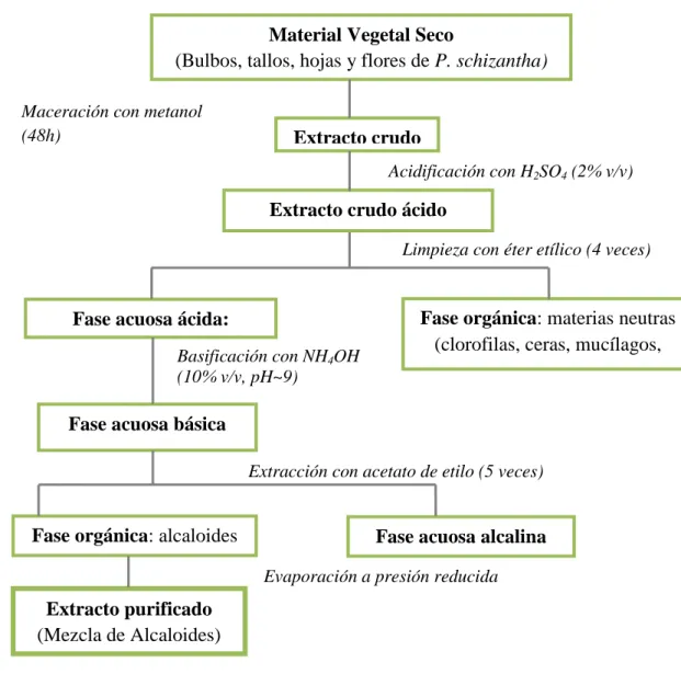 FIGURA NO. 17.  ESQUEMA  PARA  LA  OBTENCIÓN  DEL  EXTRACTO  PURIFICADO      DE ALCALOIDES DE Phaedranassa schizantha (Acosta, K