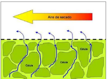 Fig. 1.3.3.2-1 Trayectoria del vapor del agua durante la deshidratación 