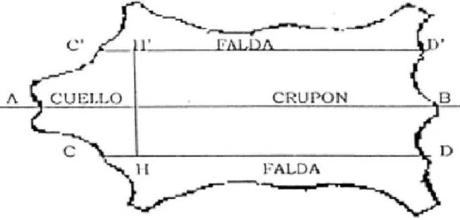 Gráfico 2.  Esquema de las zonas de una piel fresca. 