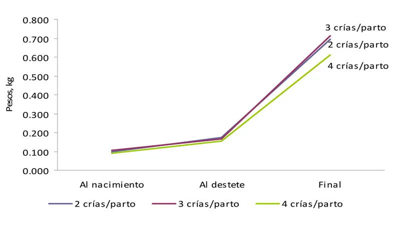 Gráfico 3.  Comportamiento de los pesos (kg), desde el nacimiento hasta los 105 días de edad, de cuyes de ambos sexos por  efecto del tamaño de la camada al nacimiento