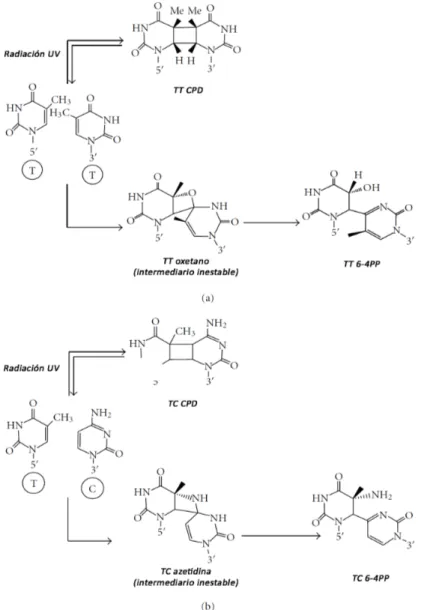Figura  2.  Formación  de  dímeros  de  pirimidina.    El  mecanismo  para  la  formación  de  dímeros  con  formación  de  anillo  de  ciclobutano  (DPCs)  y  fotoproductos  pirimidina  (6-4)  pirimidona se muestra para dos timinas adyacentes en (a) y par