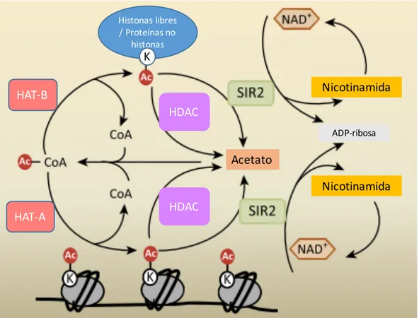 Figura 6. Esquema representativo de la actividad de las histonas acetiltransferasas (HAT)  e histonas deacetilasas (HDAC)