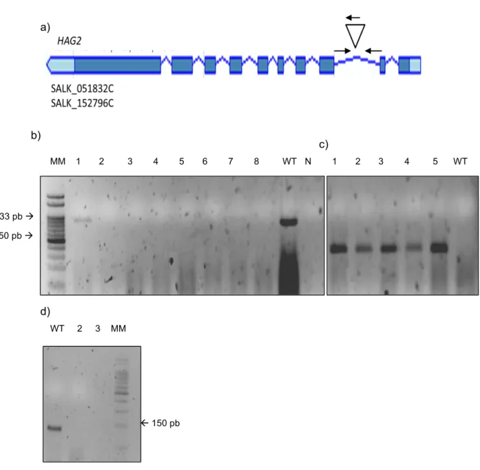 Figura  10.  Identificación  de  plantas  Arabidopsis  mutantes  homocigotas  hag2-1.  (a)  Esquema  del  gen  HAG2  de  A