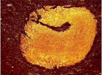 Fig. 2. Macrografía (20X) 