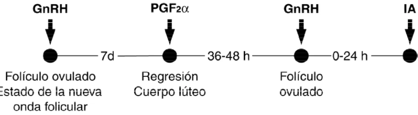Figura 2. Programa de sincronización de celos e Inseminación Artificial. 