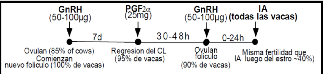 Figura 3. Protocolo de sincronización de estros método OVSYNCH. 