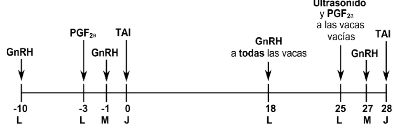 Figura 5. Resincronización de estros con el protocolo OVSYNCH. 