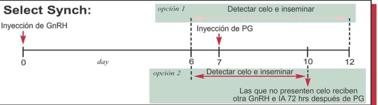 Figura 6. ProtoloSelectSynch. 