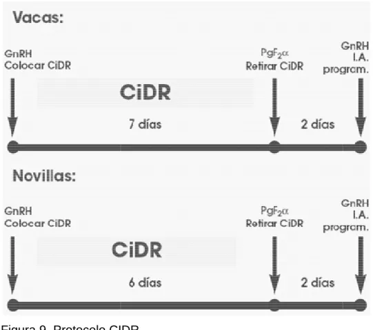 Figura 9. Protocolo CIDR CIDR. 