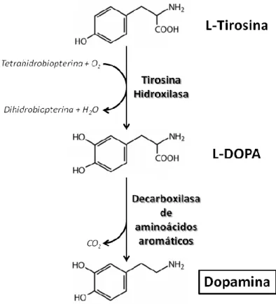 Figura 2: Biosíntesis de Dopamina 