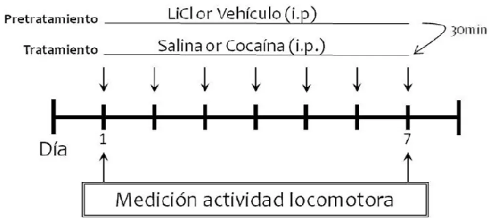 Figura  12:  Esquema  utilizado  para  el  pretratamiento  con  LiCl  durante  el  desarrollo  de  sensibilización a cocaína