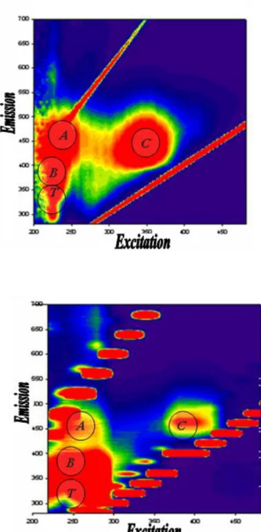 Fig. 2b.- EEM  Chubut River/ Sewage effluent. 