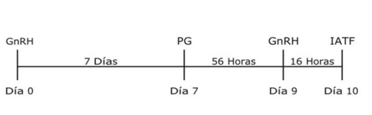 Gráfico 9.  Método 56 Horas- Ovsynch. 