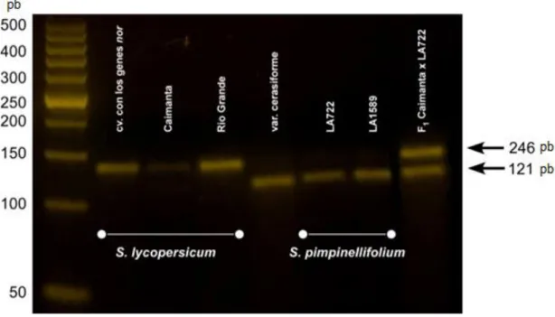 Figura III-3. Gel de agarosa 3% p/v que muestra el polimorfismo existente para uno de los  InDel desarrollados a partir de secuencias genómicas disponibles